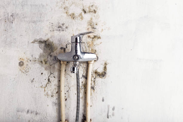 Best Basement Mold Remediation in Kohler, WI