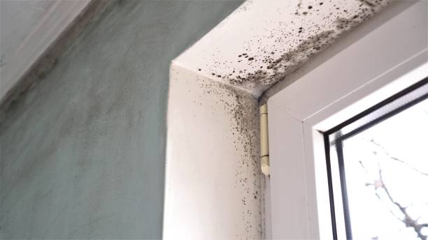 Best Attic Mold Remediation in Kohler, WI