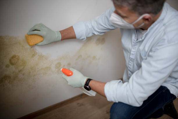 Best Mold Testing and Inspection Services in Kohler, WI