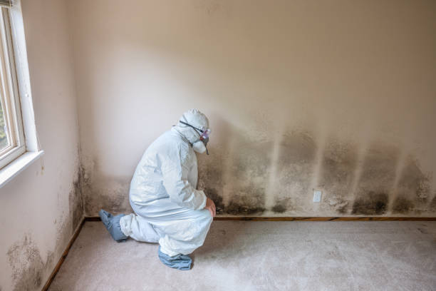 Best Industrial Mold Remediation in Kohler, WI