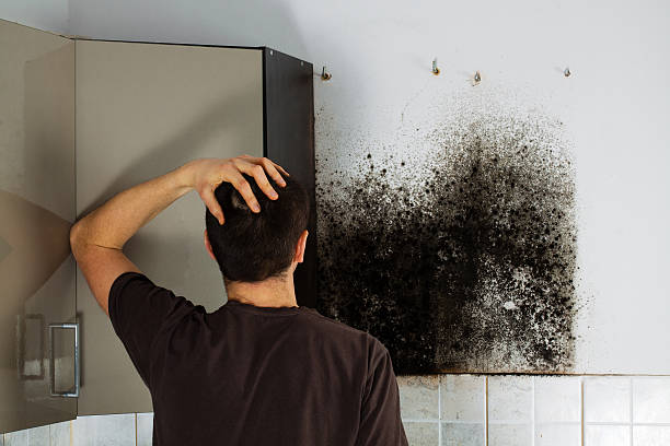 Best Industrial Mold Remediation in Kohler, WI
