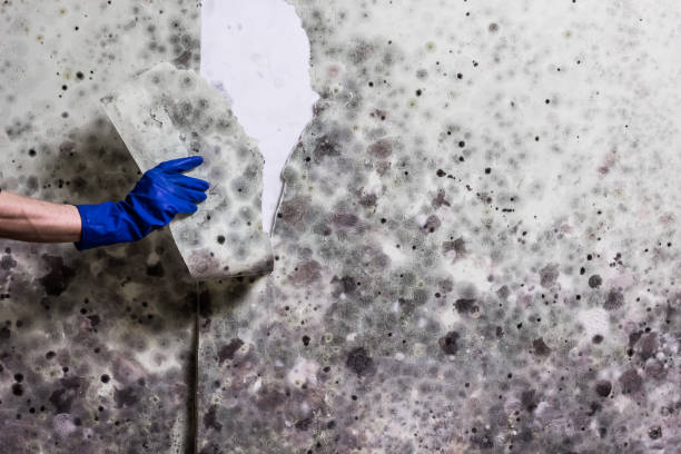 Best White Mold Remediation in Kohler, WI