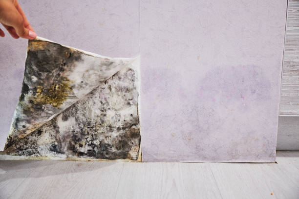 Best DIY Mold Remediation Support Services in Kohler, WI